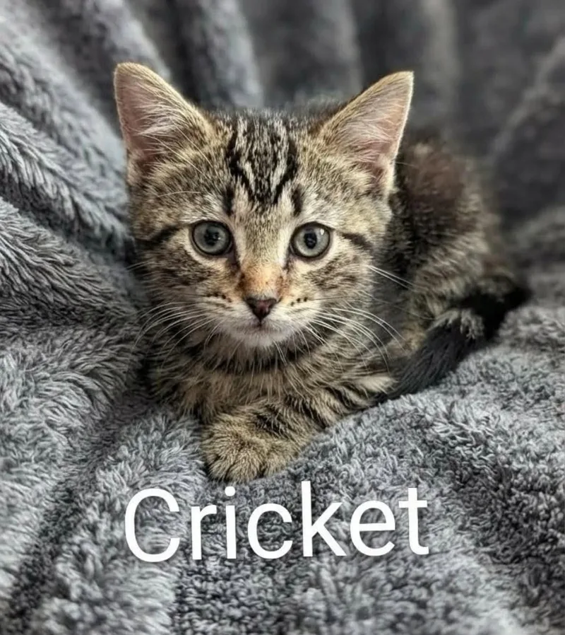 Cricket thumbnail 2