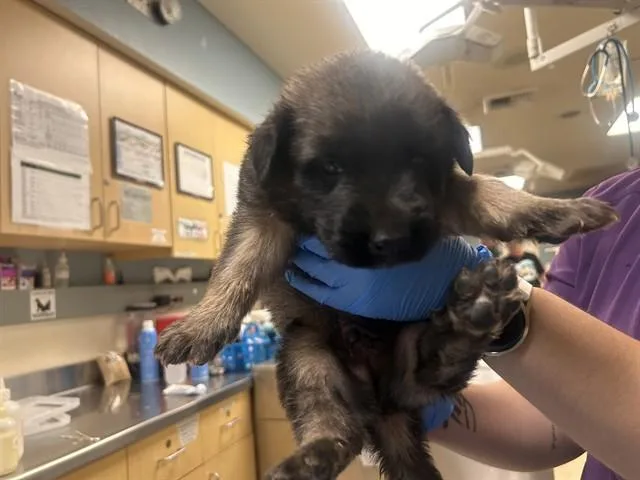 A baby small-sized male German Shepherd Dog dog named Perry The Puppy for adoption in Riverside, CA
