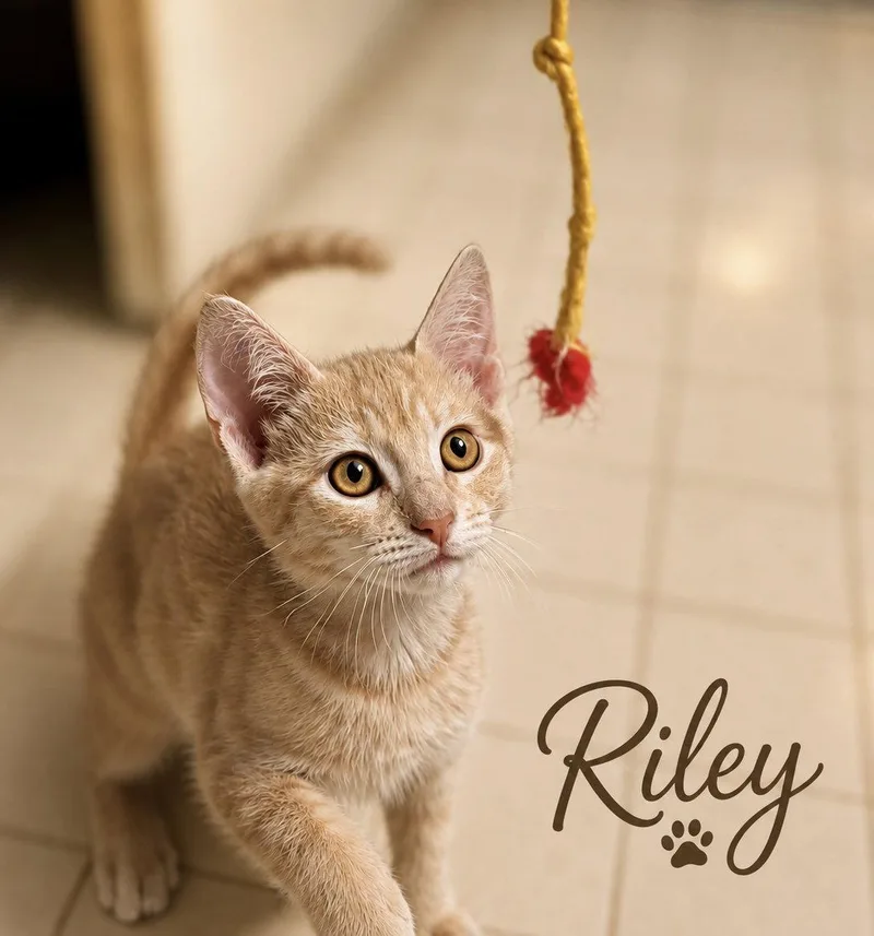 A baby medium-sized female Buff / Tan / Fawn Domestic Short Hair cat named Riley Willow Grove for adoption in Greenville, DE