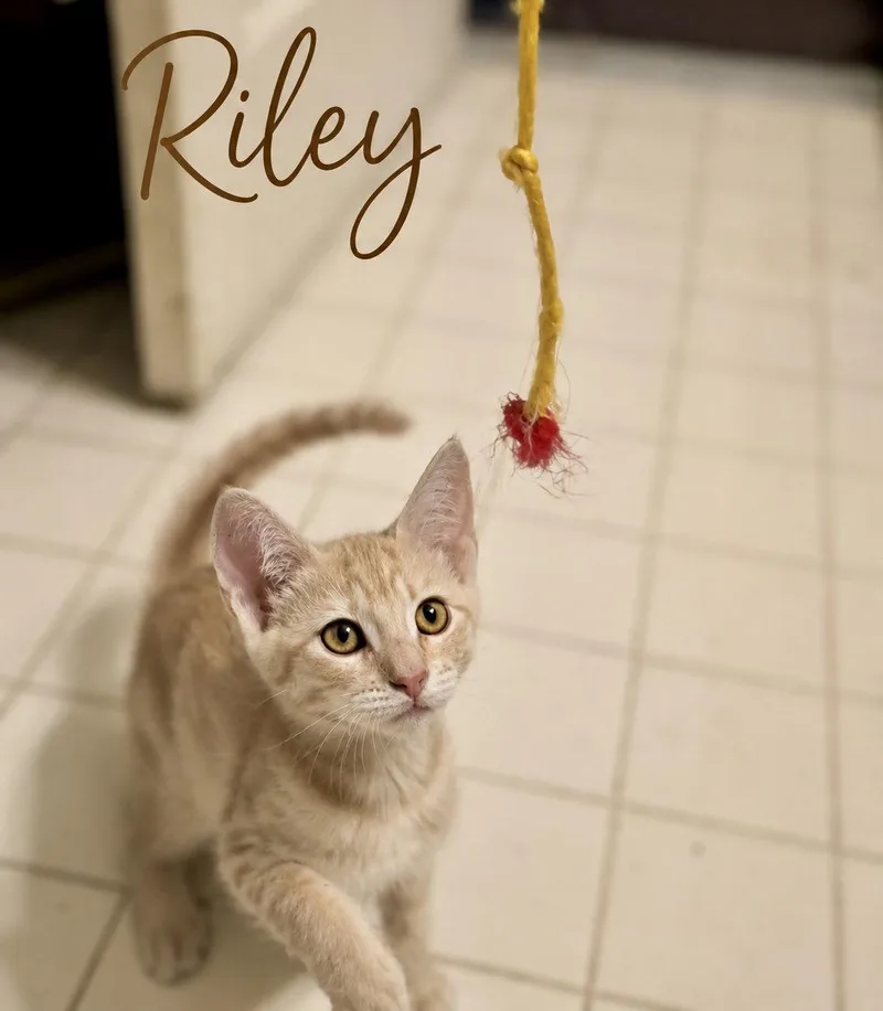 Riley  Willow Grove thumbnail 2
