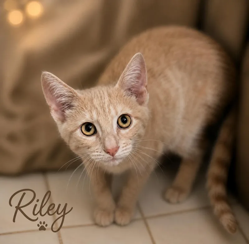 Riley  Willow Grove thumbnail 3