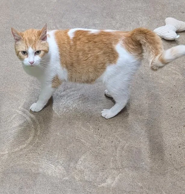 An adult medium-sized female Tabby (Orange / Red) Tabby cat named Princess Havarti for adoption in Marietta, OH