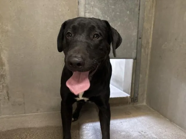 A young large-sized male Labrador Retriever dog named Cristian for adoption in San Bernardino, CA