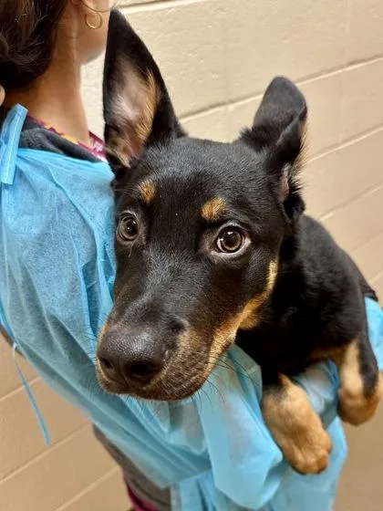 A baby large-sized male Black Mixed Breed dog named Papas for adoption in Wichita, KS