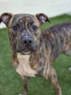 An adult large-sized female Mixed Breed dog named Poppy for adoption in Savannah, GA