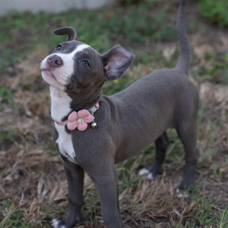 A baby medium-sized female Pit Bull Terrier dog named Montana for adoption in Pflugerville, TX