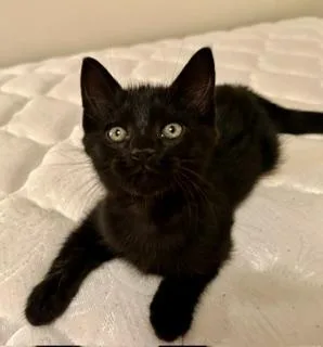 A baby medium-sized male Black Domestic Short Hair cat named Jinx for adoption in Fairfax, VA