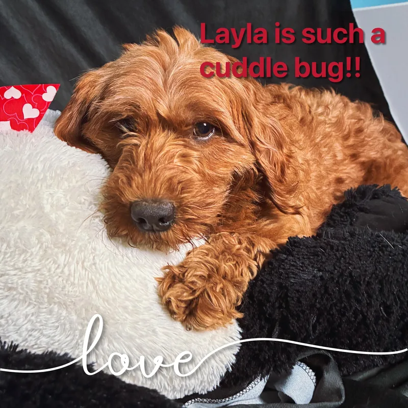 Layla