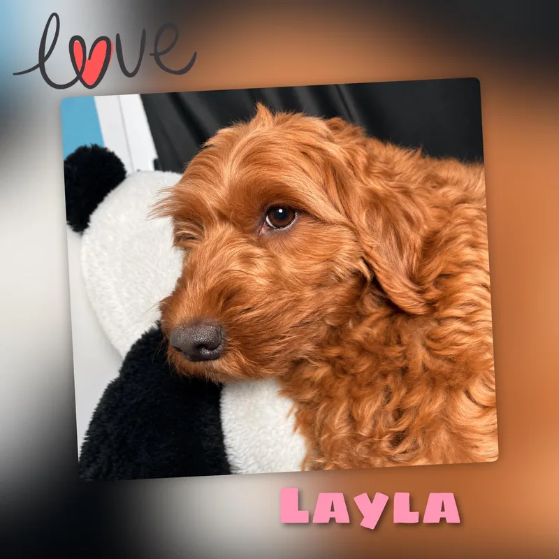 Layla thumbnail 2