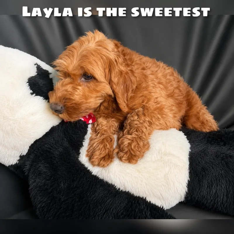 Layla thumbnail 3