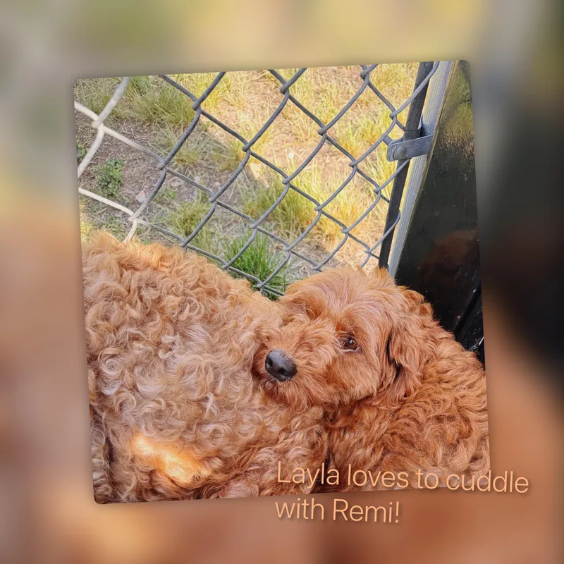 Layla thumbnail 4