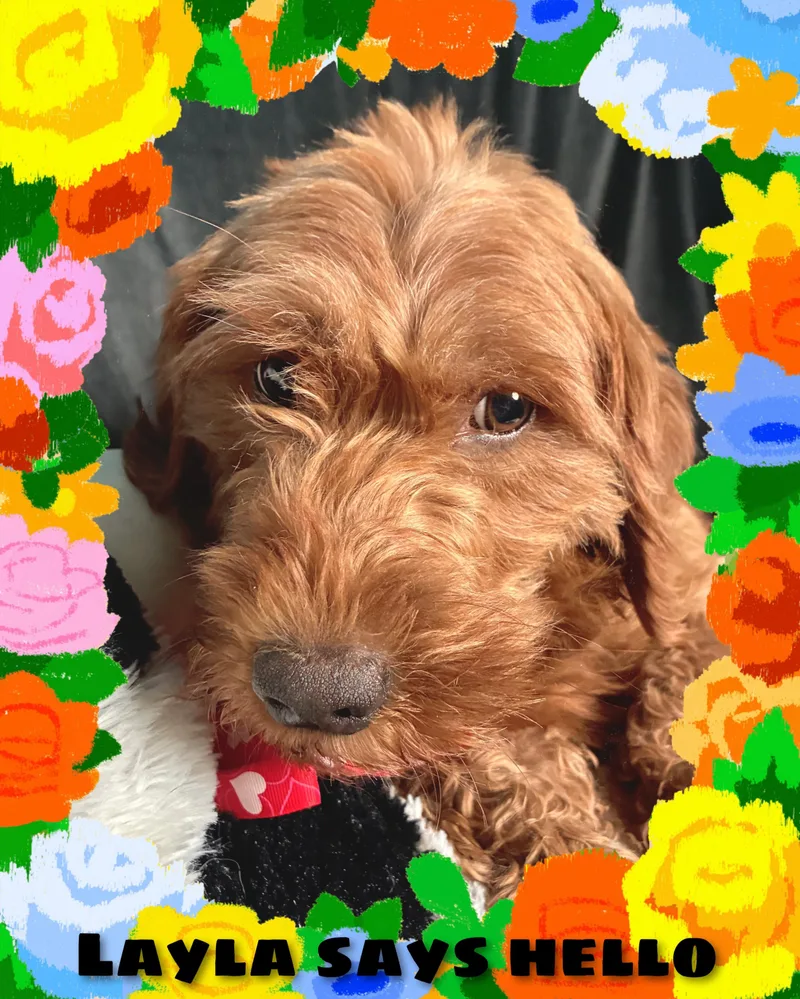 Layla thumbnail 5
