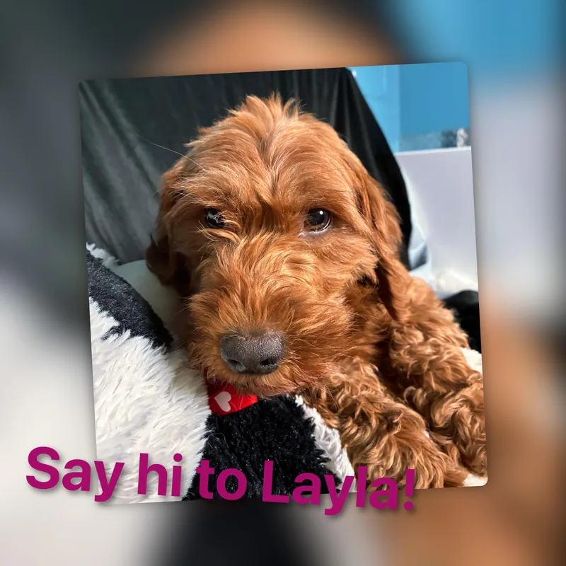 Layla thumbnail 6