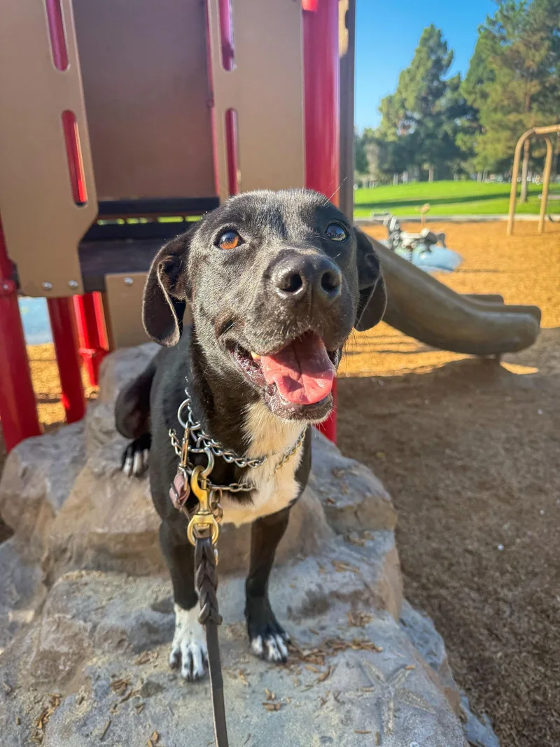A young medium-sized male Labrador Retriever dog named Baxter for adoption in San Diego, CA