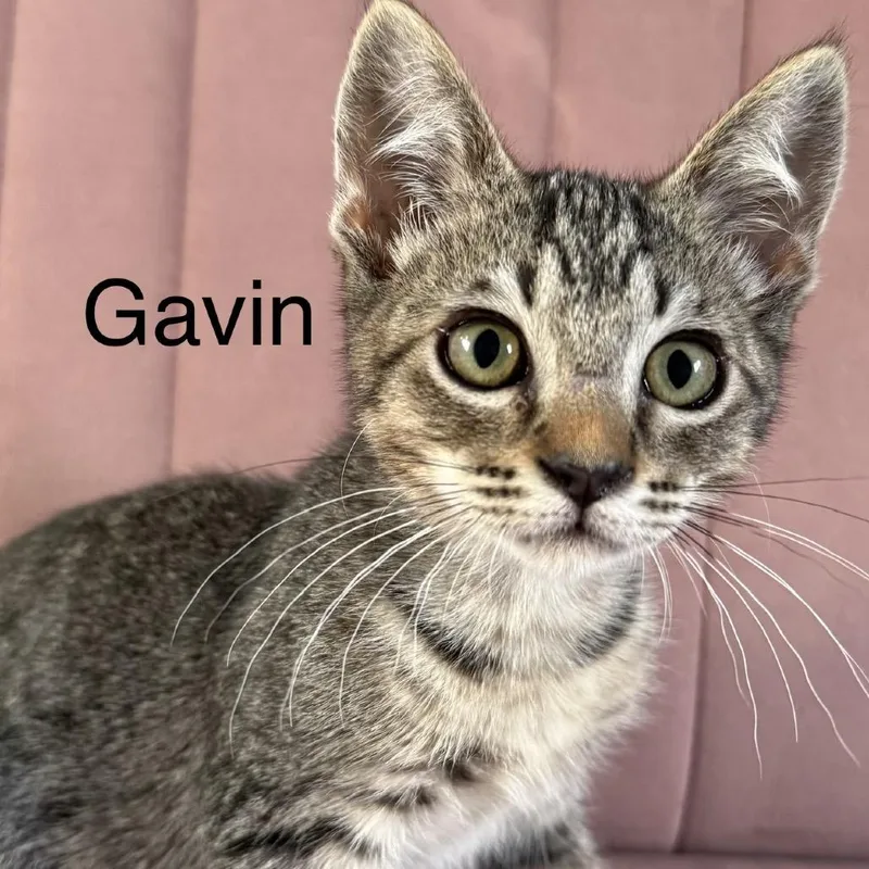 Gavin