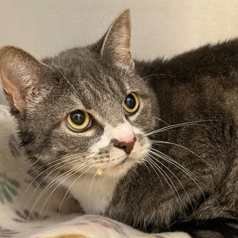 An adult small-sized female Gray / Blue / Silver Domestic Short Hair cat named Peanut for adoption in Perkiomenville, PA