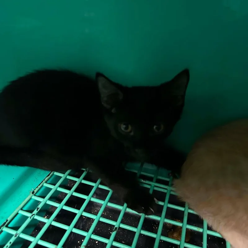 A baby small-sized male Black Domestic Short Hair cat named Orion for adoption in Madill, OK