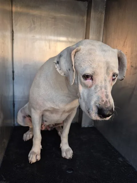 An adult medium-sized female American Staffordshire Terrier dog named Demi Lopawdo for adoption in San Antonio, TX