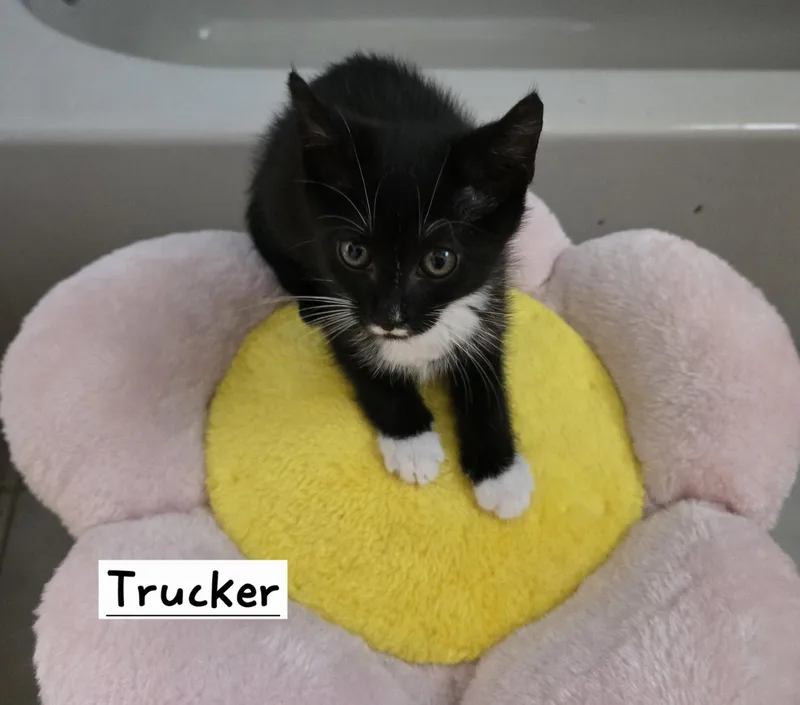 A young medium-sized male Domestic Short Hair cat named Trucker for adoption in Boynton Beach, FL