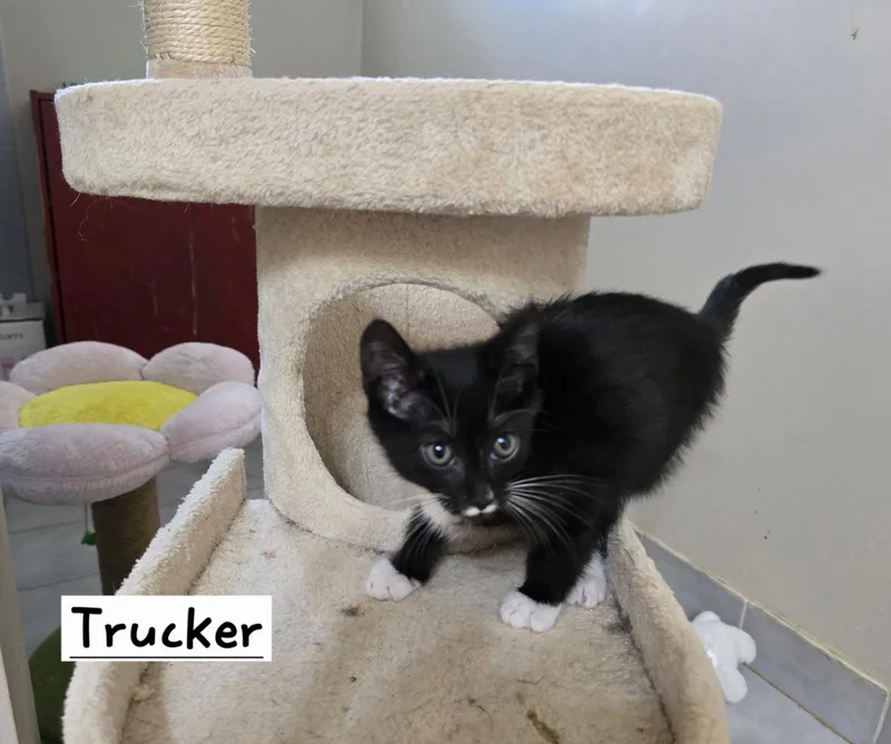 Trucker thumbnail 2