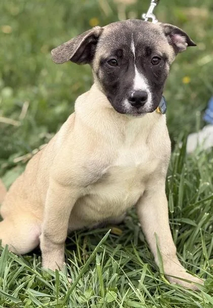 A baby large-sized female Cane Corso dog named Rosalie for adoption in Malvern, PA