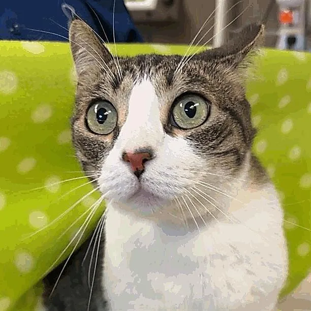 A senior medium-sized female Domestic Short Hair cat named Cookie for adoption in Los Angeles, CA