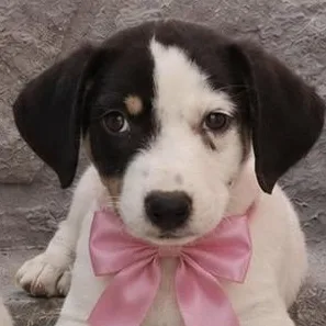 A baby medium-sized female Black Labrador Retriever dog named Zitiout Of Town for adoption in New York, NY