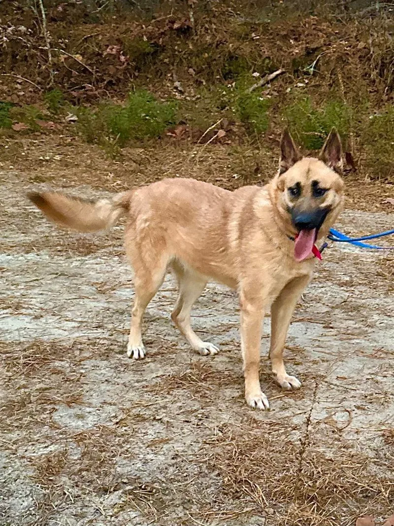 A young large-sized female German Shepherd Dog dog named Agneya for adoption in Old Westbury, NY