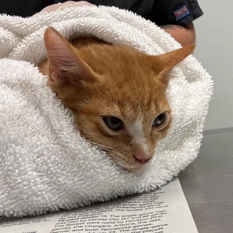 A baby small-sized male Orange / Red Domestic Short Hair cat named Sean for adoption in Jacksonville, FL