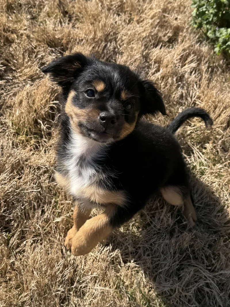 Magnolia thumbnail 2