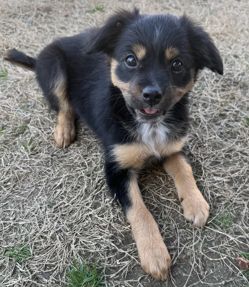 Magnolia thumbnail 3