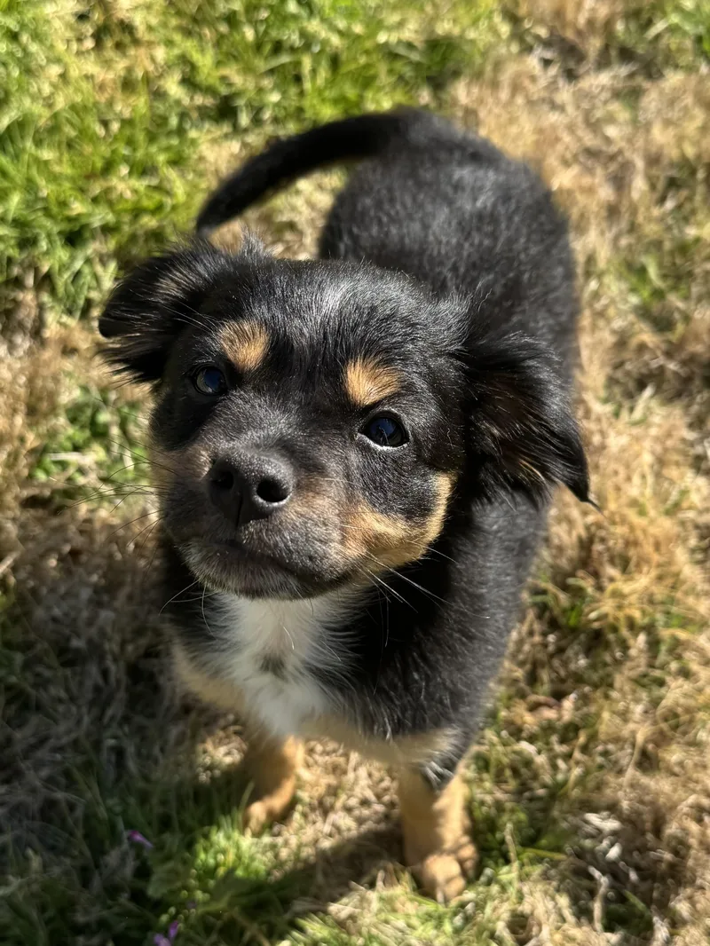 Magnolia thumbnail 4