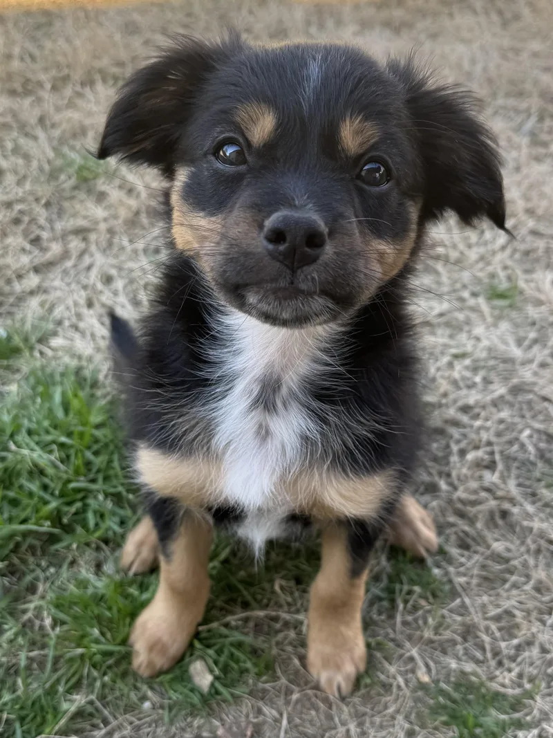 Magnolia thumbnail 5