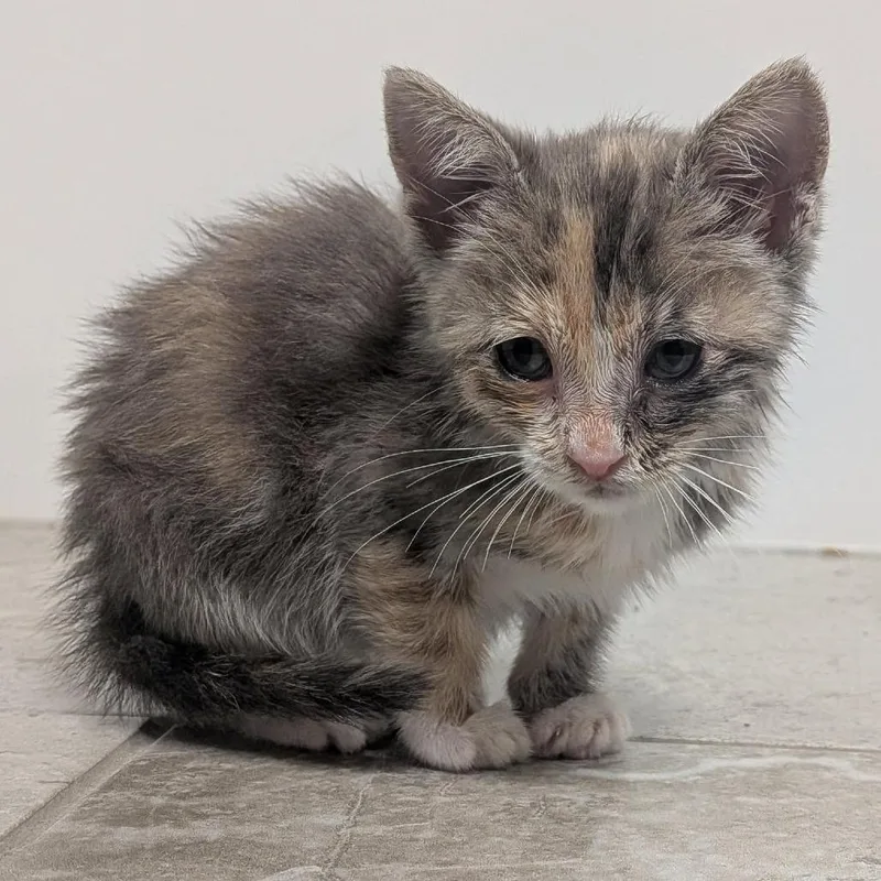 A baby small-sized female Calico Domestic Short Hair cat named Peanut Hoglund for adoption in Eagle Mountain, UT