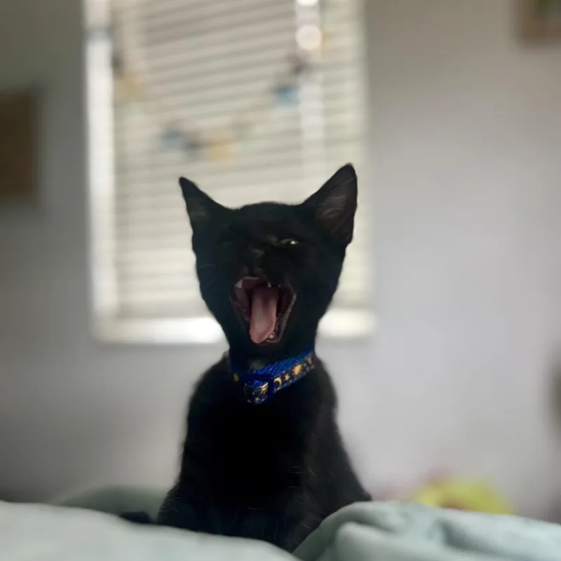 A baby small-sized male Black Domestic Short Hair cat named Humpty for adoption in Lauderhill, FL