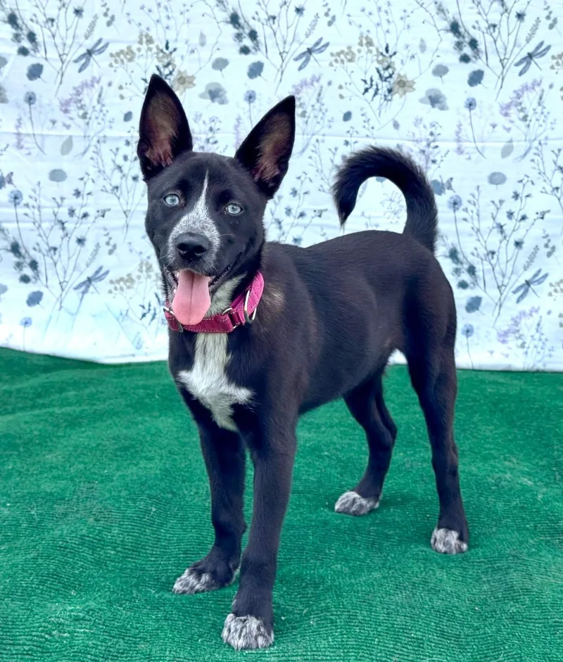 A baby medium-sized female Black Siberian Husky dog named Blue for adoption in Southport, CT