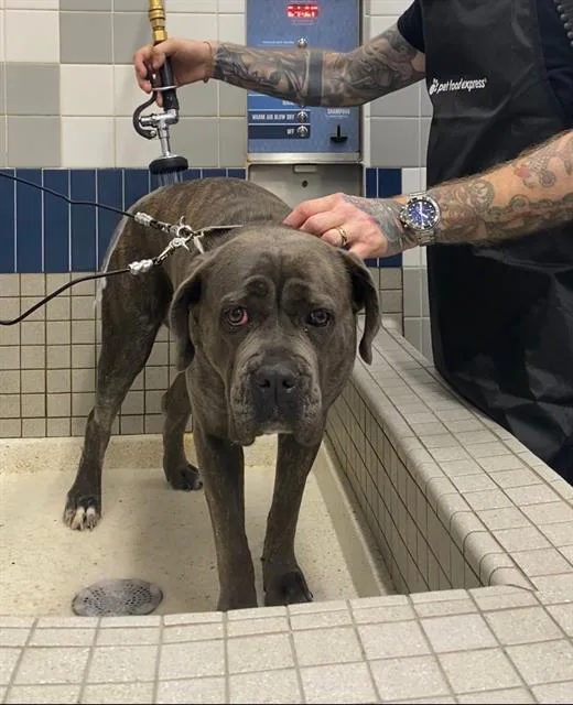 An adult large-sized female Cane Corso dog named Valkyrie for adoption in Sacramento, CA