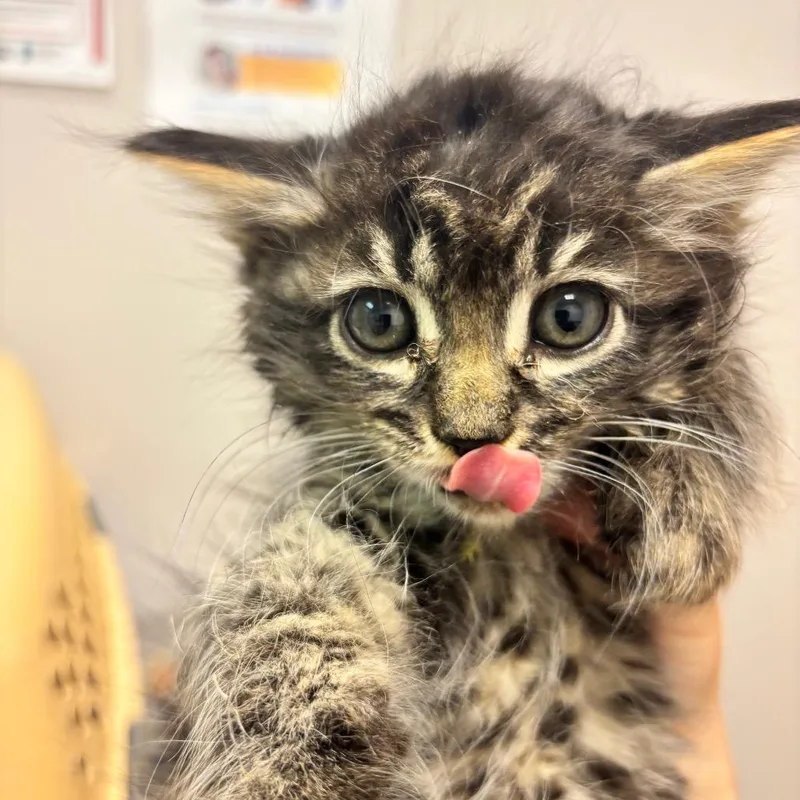 A baby small-sized male Brown / Chocolate Domestic Long Hair cat named Shire for adoption in Commerce City, CO