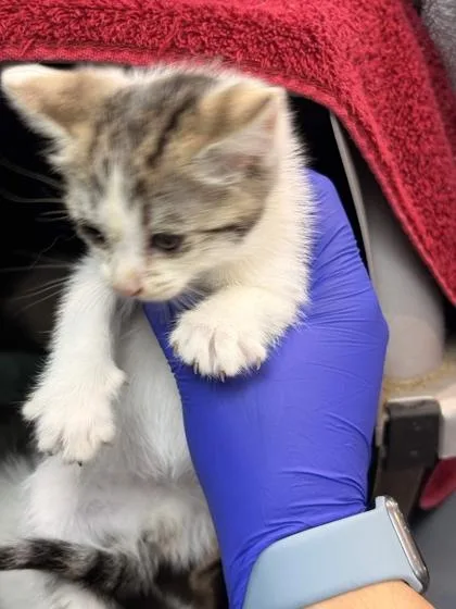 A baby small-sized female Domestic Short Hair cat named Rooibos for adoption in Memphis, TN