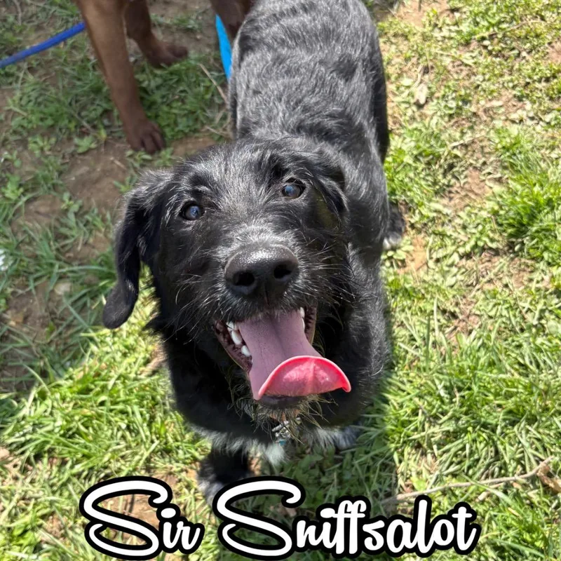 Sir Sniffsalot