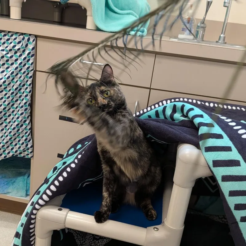An adult small-sized female Tortoiseshell Domestic Short Hair cat named Maple for adoption in Springfield, MA