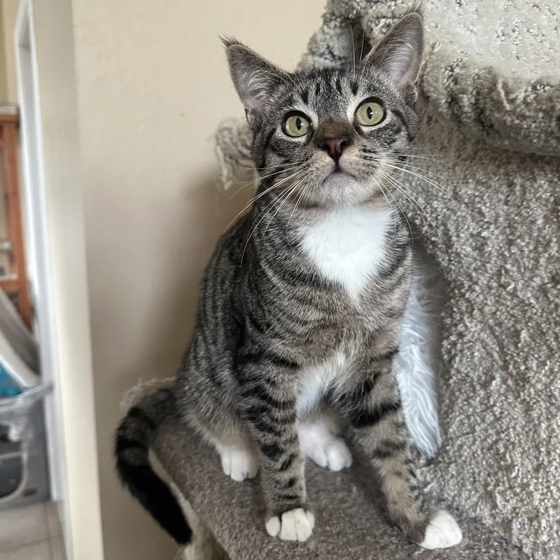 Tabby White J thumbnail 3