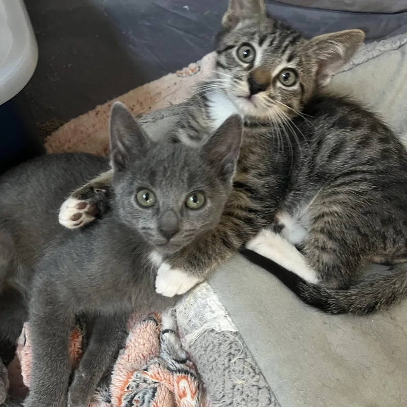 Tabby White J thumbnail 4