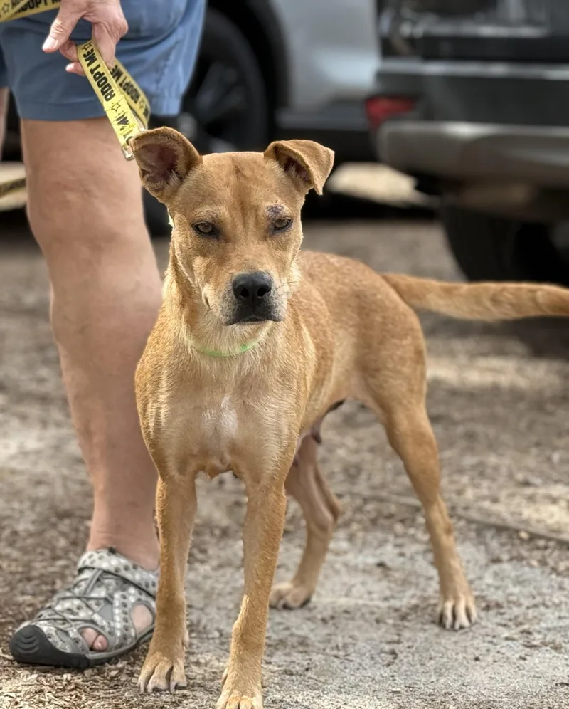 An adult medium-sized female Beagle dog named Quinn for adoption in Pawleys Island, SC