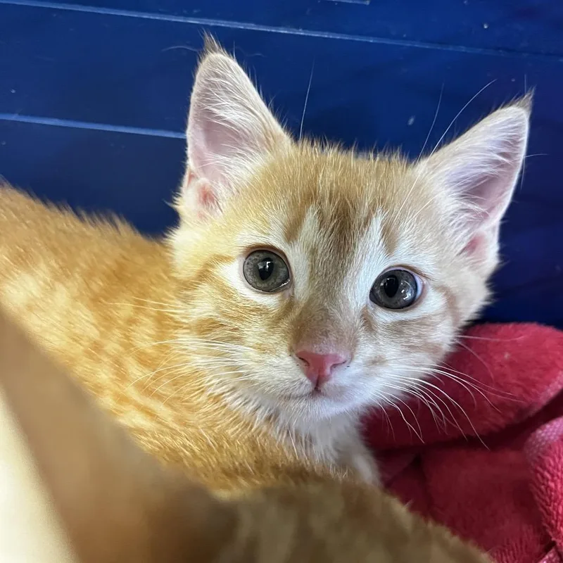 A baby small-sized male Orange / Red Domestic Short Hair cat named Nico for adoption in Charlottesville, VA