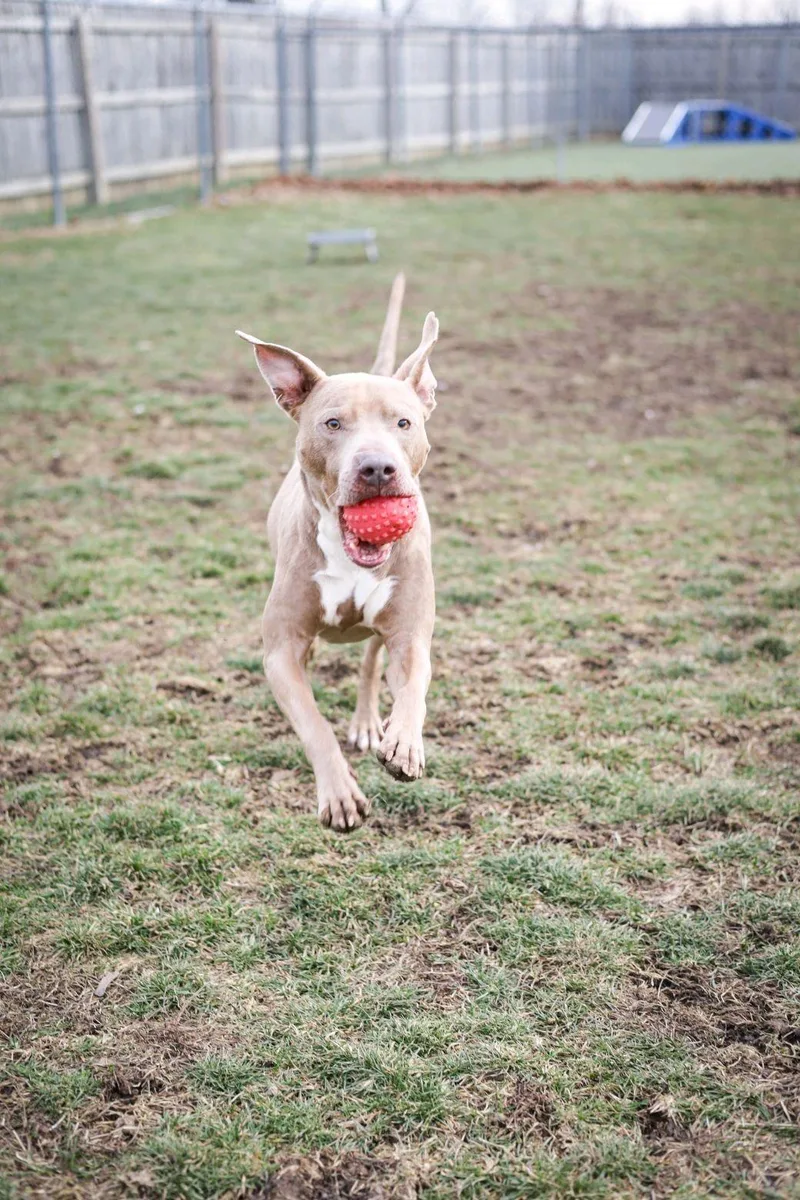 Sullivan thumbnail 2