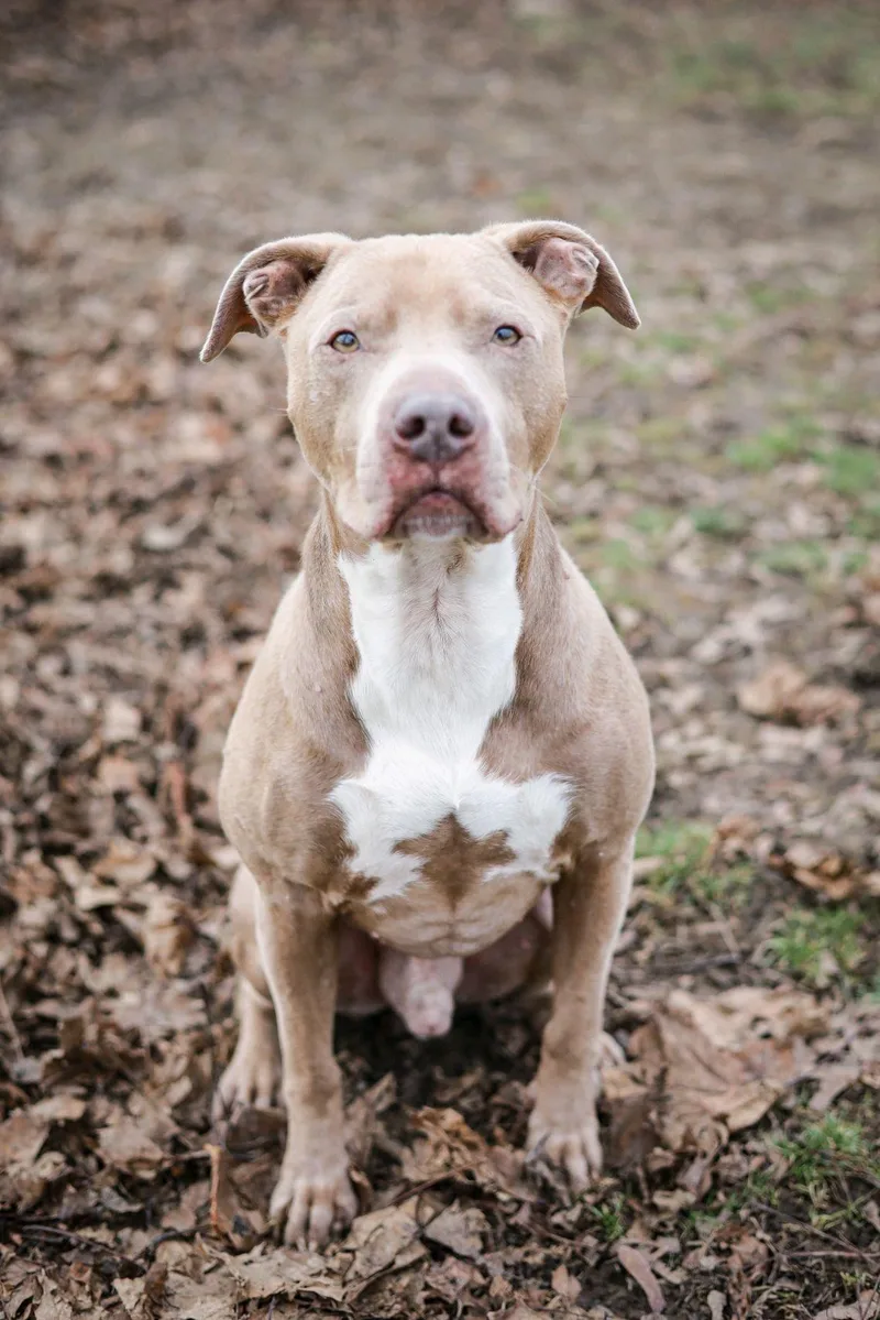 Sullivan thumbnail 4