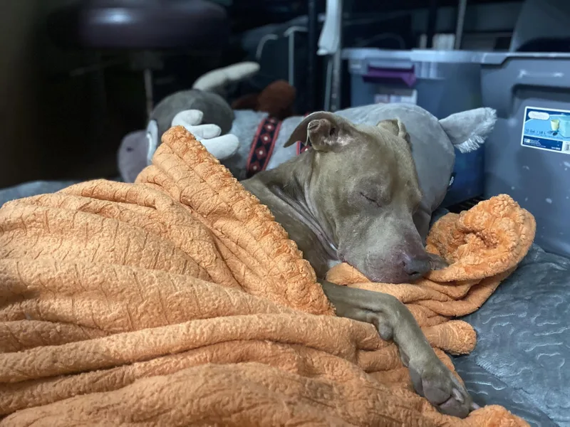 Sullivan thumbnail 6