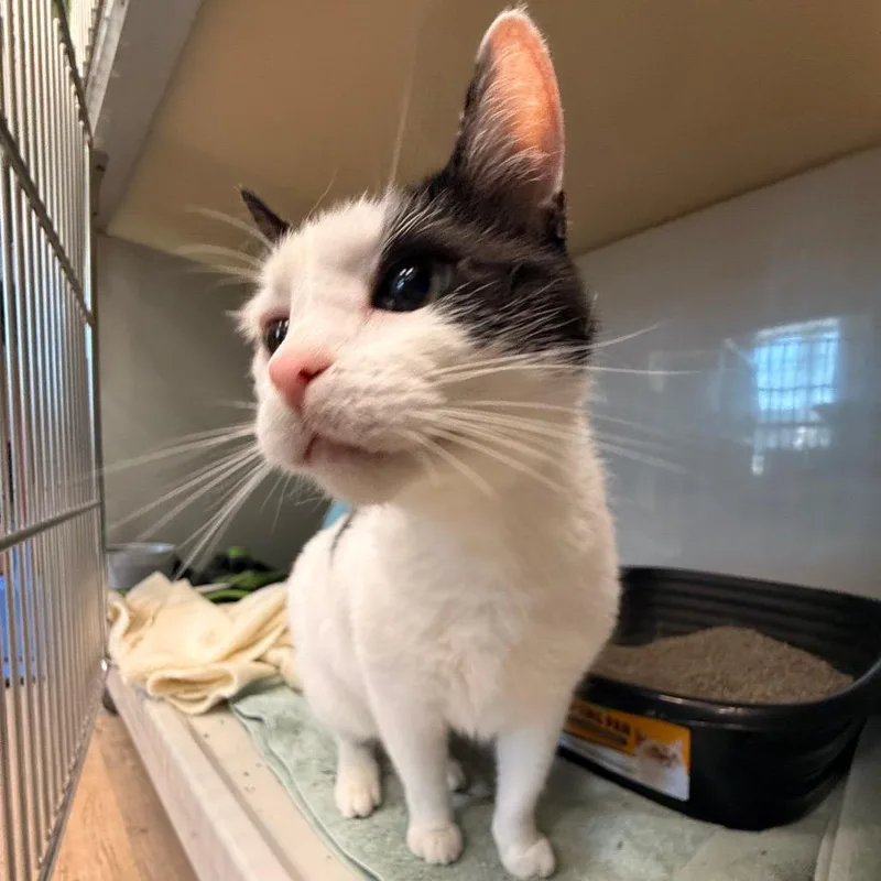 A senior large-sized male Black Domestic Short Hair cat named Parsnip for adoption in Saint Charles, MO