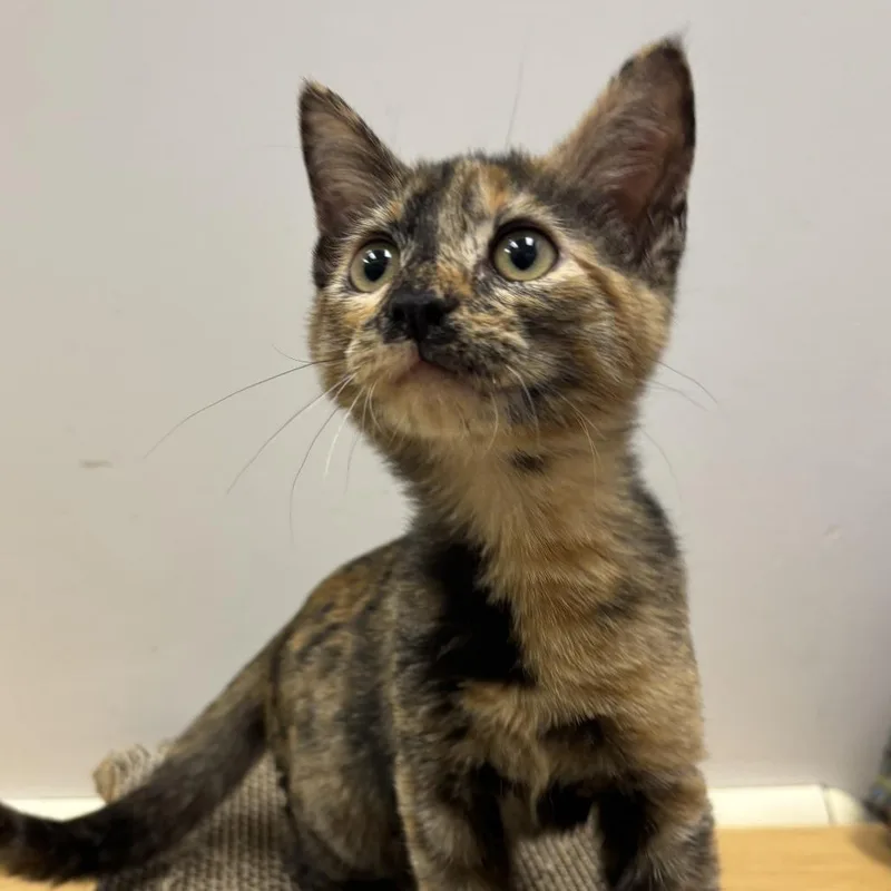 A baby small-sized female Tortoiseshell Domestic Short Hair cat named Faith for adoption in Temecula, CA
